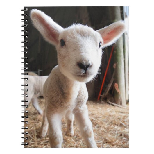 Kutest Baby Animals | Cute Lamb in een Boerderij Notitieboek (Voorkant)