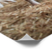 Kutest Baby Animals | Cute Lamb in een Boerderij Poster (Hoek)