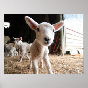 Kutest Baby Animals   Cute Lamb in een Boerderij Poster