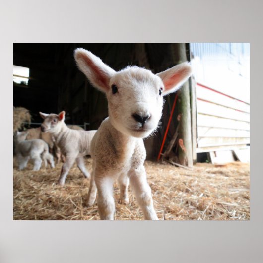 Kutest Baby Animals | Cute Lamb in een Boerderij Poster (Voorkant)