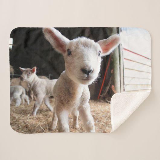 Kutest Baby Animals | Cute Lamb in een Boerderij Sherpa Deken (Voorkant (horizontaal))