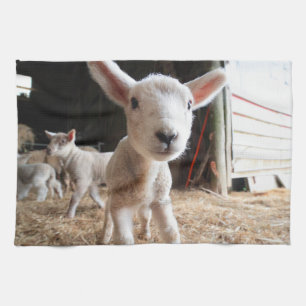 Kutest Baby Animals Cute Lamb in een Boerderij Theedoek
