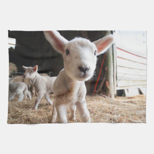 Kutest Baby Animals | Cute Lamb in een Boerderij Theedoek (Horizontaal)