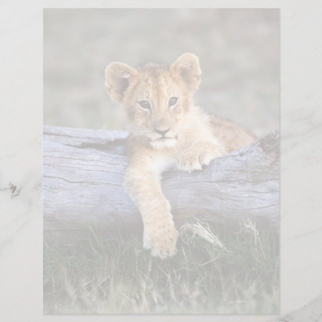 Kutest Baby Animals | Cute Lion Cub (Voorkant)