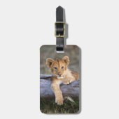 Kutest Baby Animals | Cute Lion Cub Bagagelabel (Voorkant verticaal)