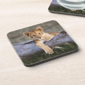 Kutest Baby Animals | Cute Lion Cub Bier Onderzetter (Linkerzijde)