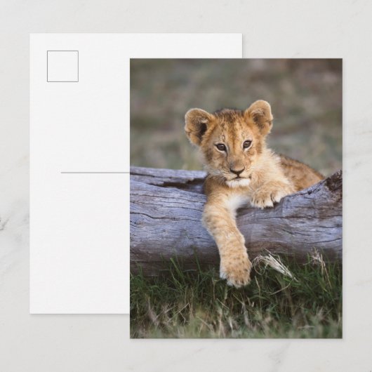 Kutest Baby Animals | Cute Lion Cub Briefkaart (Voorkant / Achterkant)