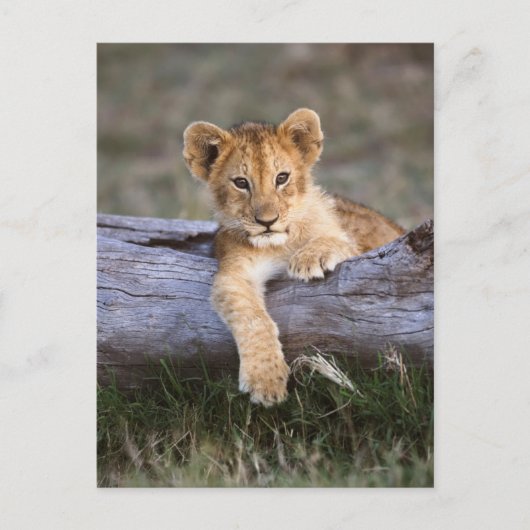 Kutest Baby Animals | Cute Lion Cub Briefkaart (Voorkant)