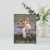Kutest Baby Animals | Cute Lion Cub Briefkaart (Staand voorkant)