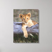 Kutest Baby Animals | Cute Lion Cub Canvas Afdruk (Voorkant)