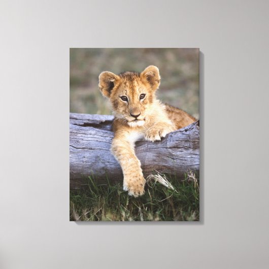 Kutest Baby Animals | Cute Lion Cub Canvas Afdruk (Voorkant)