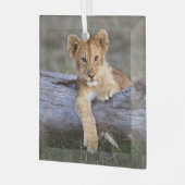 Kutest Baby Animals | Cute Lion Cub Glas Ornament (Voorkant links)