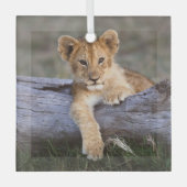 Kutest Baby Animals | Cute Lion Cub Glas Ornament (Voorkant)