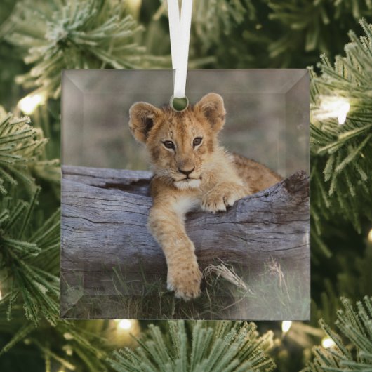 Kutest Baby Animals | Cute Lion Cub Glas Ornament (Insitu)