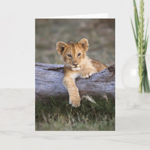 Kutest Baby Animals   Cute Lion Cub Kaart