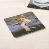 Kutest Baby Animals | Cute Lion Cub Kartonnen Onderzetters (Schuin)