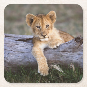 Kutest Baby Animals   Cute Lion Cub Kartonnen Onderzetters