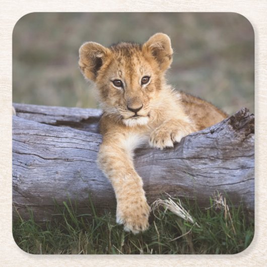 Kutest Baby Animals | Cute Lion Cub Kartonnen Onderzetters (Voorkant)