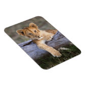 Kutest Baby Animals | Cute Lion Cub Magneet (Rechterzijde)