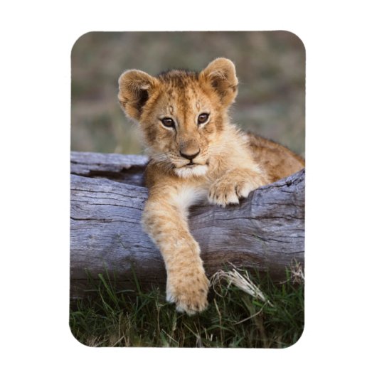 Kutest Baby Animals | Cute Lion Cub Magneet (Verticaal)