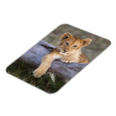 Kutest Baby Animals | Cute Lion Cub Magneet (Linkerzijde)