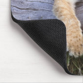 Kutest Baby Animals | Cute Lion Cub Muismat (Hoek)