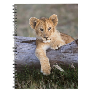 Kutest Baby Animals   Cute Lion Cub Notitieboek