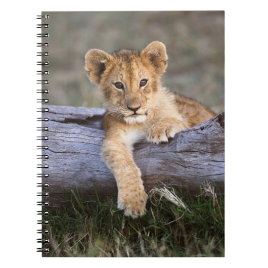 Kutest Baby Animals | Cute Lion Cub Notitieboek (Voorkant)