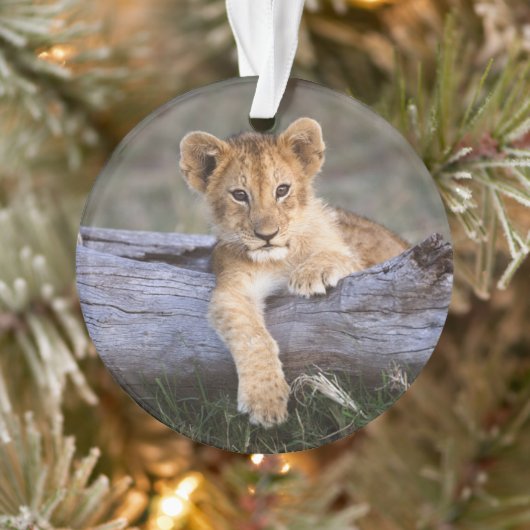 Kutest Baby Animals | Cute Lion Cub Ornament (Boom)