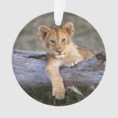 Kutest Baby Animals | Cute Lion Cub Ornament (voorkant)