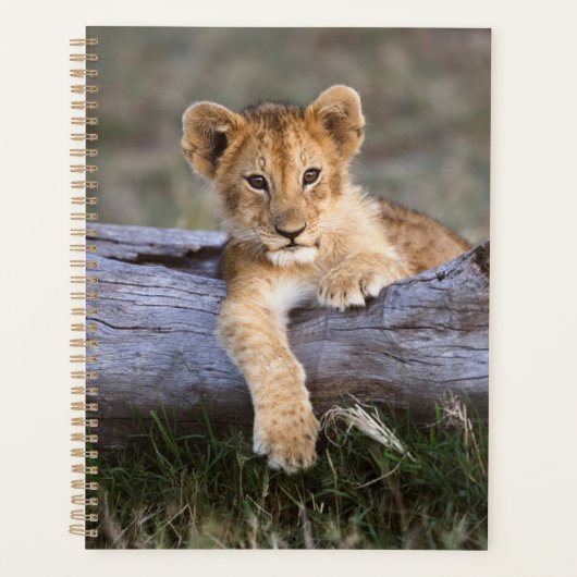Kutest Baby Animals | Cute Lion Cub Planner (Voorkant)