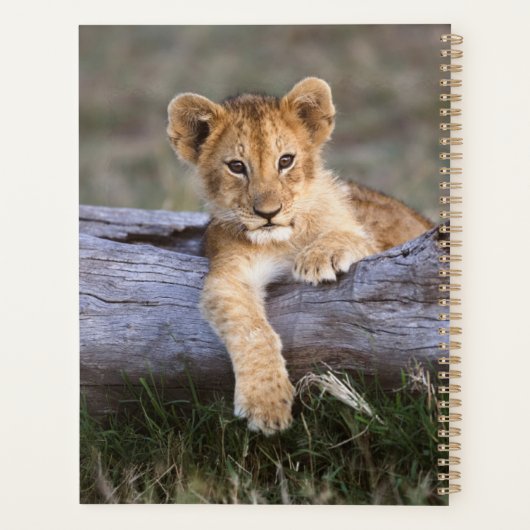 Kutest Baby Animals | Cute Lion Cub Planner (Achterkant)