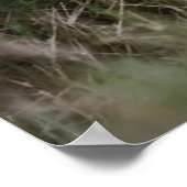 Kutest Baby Animals | Cute Lion Cub Poster (Hoek)