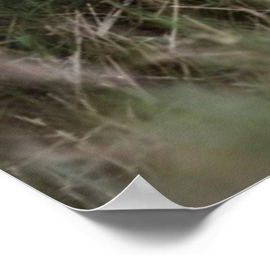 Kutest Baby Animals | Cute Lion Cub Poster (Hoek)