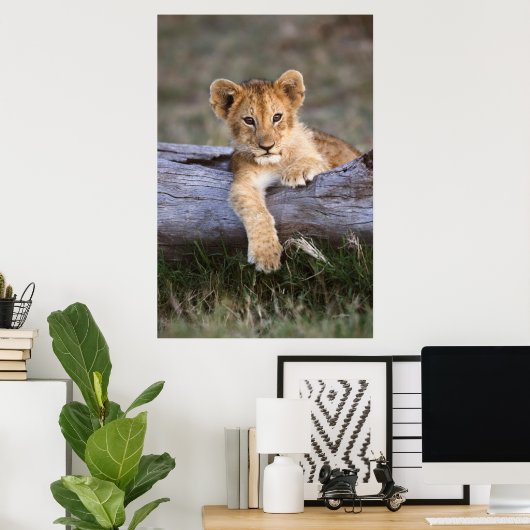 Kutest Baby Animals | Cute Lion Cub Poster (Thuiskantoor)