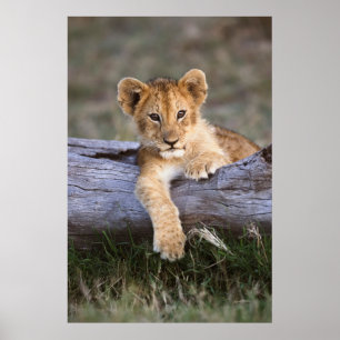 Kutest Baby Animals Cute Lion Cub Poster