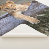 Kutest Baby Animals | Cute Lion Cub Sherpa Deken (3/4)