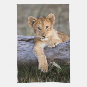 Kutest Baby Animals   Cute Lion Cub Theedoek
