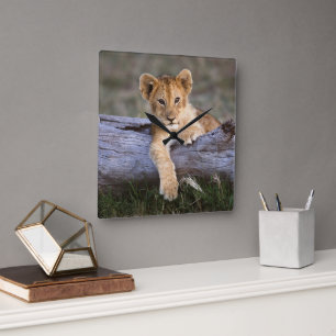 Kutest Baby Animals   Cute Lion Cub Vierkante Klok