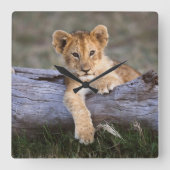 Kutest Baby Animals | Cute Lion Cub Vierkante Klok (Voorkant)