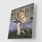 Kutest Baby Animals | Cute Lion Cub Vierkante Klok (Hoek)