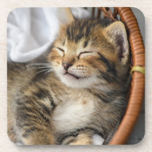Kutest Baby Animals   Cute Tabby Cat Slaping Bier Onderzetter