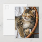 Kutest Baby Animals | Cute Tabby Cat Slaping Briefkaart (Voorkant / Achterkant)