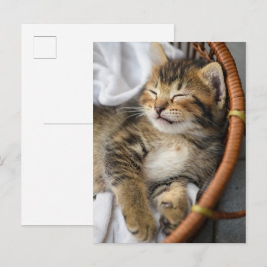 Kutest Baby Animals | Cute Tabby Cat Slaping Briefkaart (Voorkant / Achterkant)
