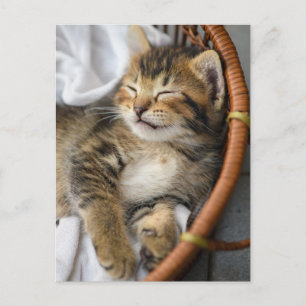 Kutest Baby Animals   Cute Tabby Cat Slaping Briefkaart