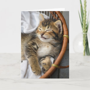 Kutest Baby Animals   Cute Tabby Cat Slaping Kaart