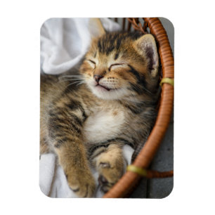 Kutest Baby Animals   Cute Tabby Cat Slaping Magneet