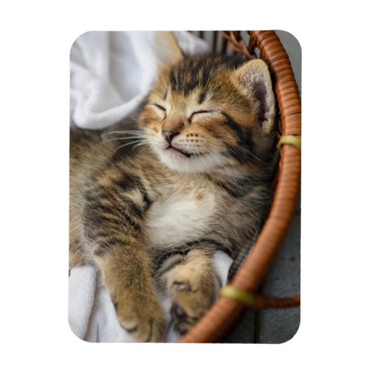 Kutest Baby Animals | Cute Tabby Cat Slaping Magneet (Verticaal)