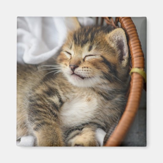 Kutest Baby Animals | Cute Tabby Cat Slaping Magneet (Voorkant)
