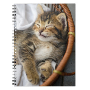 Kutest Baby Animals Cute Tabby Cat Slaping Notitieboek